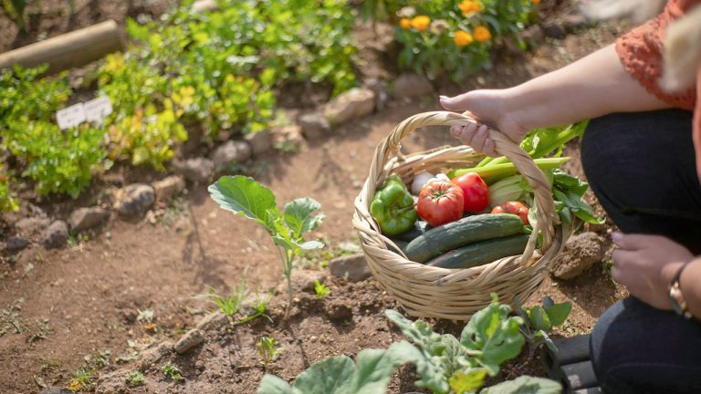 Derecho al suelo agrícola